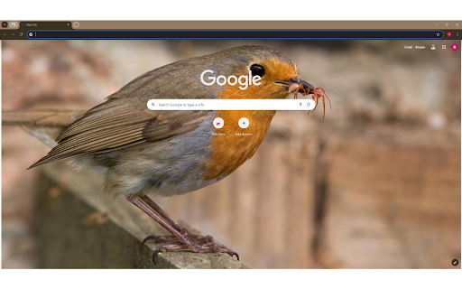 Hungry Erithacus rubecula bird eating insect in nature  from Chrome web store to be run with OffiDocs Chromium online
