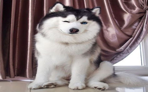 husky dog ​​wallpaper  from Chrome web store to be run with OffiDocs Chromium online
