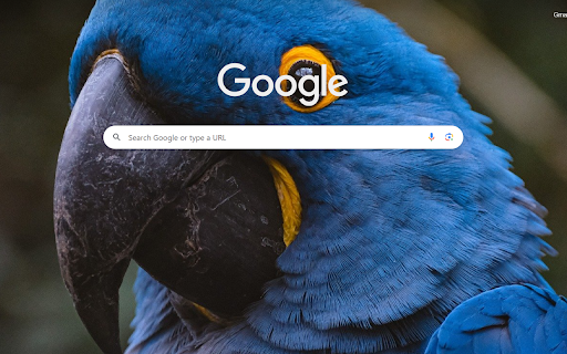 Hyacinth Macaw Majesty  from Chrome web store to be run with OffiDocs Chromium online