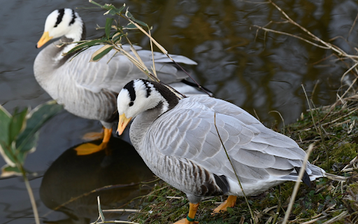 hybrid geese  from Chrome web store to be run with OffiDocs Chromium online