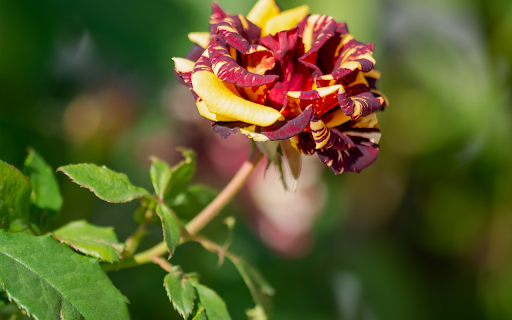 Hybrid roses  from Chrome web store to be run with OffiDocs Chromium online