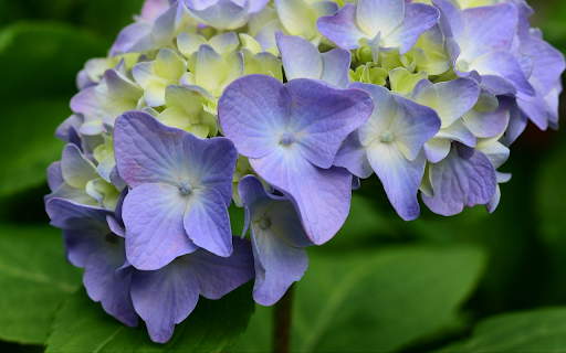 Hydrangea Blossom  from Chrome web store to be run with OffiDocs Chromium online