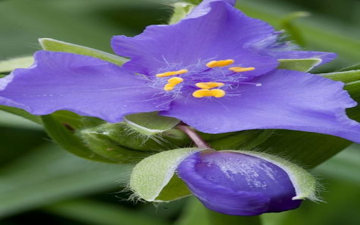 Hydrangea wallpaper  from Chrome web store to be run with OffiDocs Chromium online
