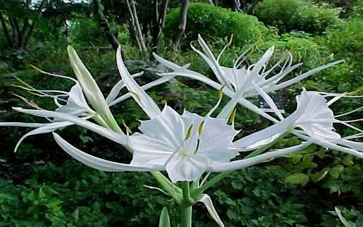 Hymenocallis littoralis flower wallpapers  from Chrome web store to be run with OffiDocs Chromium online