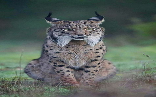 Iberian Lynx Wallpaper  from Chrome web store to be run with OffiDocs Chromium online