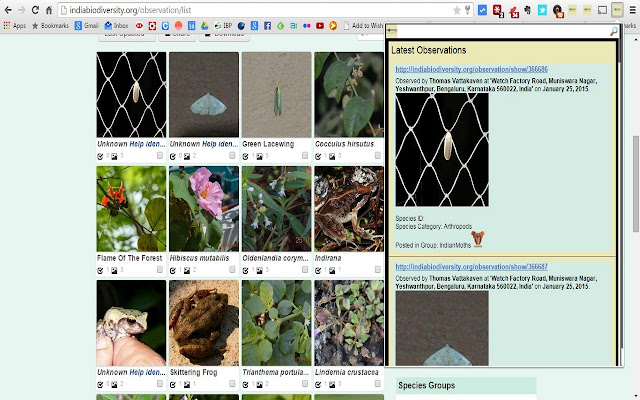 IBP Observation Browser  from Chrome web store to be run with OffiDocs Chromium online