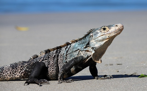Iguana THEME  from Chrome web store to be run with OffiDocs Chromium online