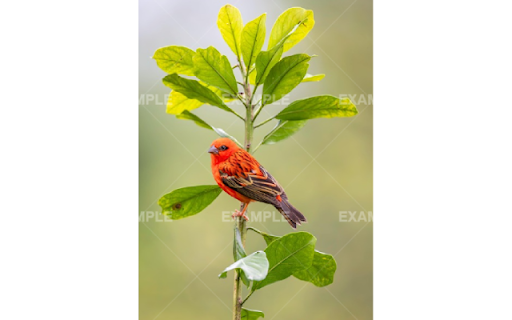 Image Watermarker  from Chrome web store to be run with OffiDocs Chromium online