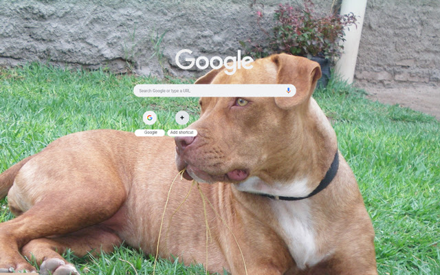 Impressive Pitbull Flag at Home  from Chrome web store to be run with OffiDocs Chromium online