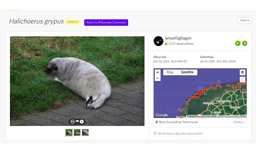 iNaturalist to Wikimedia Commons  from Chrome web store to be run with OffiDocs Chromium online