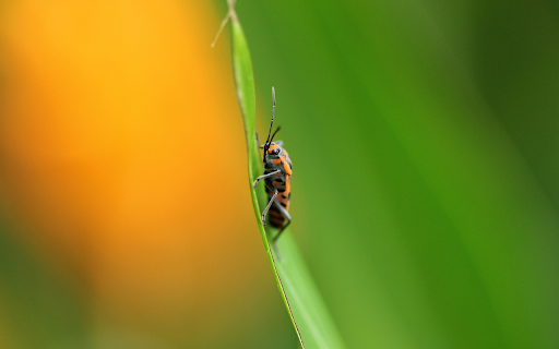 Insects crawling on green leaves  from Chrome web store to be run with OffiDocs Chromium online