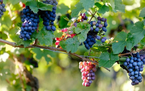 Introduction to Ninh Thuan Vineyards Near Nha Trang  from Chrome web store to be run with OffiDocs Chromium online