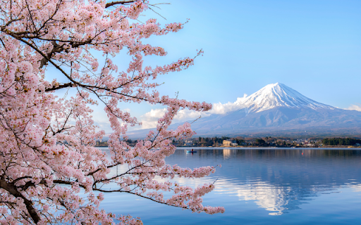 Introduction to the Cherry Blossom and Mount Fuji Theme  from Chrome web store to be run with OffiDocs Chromium online