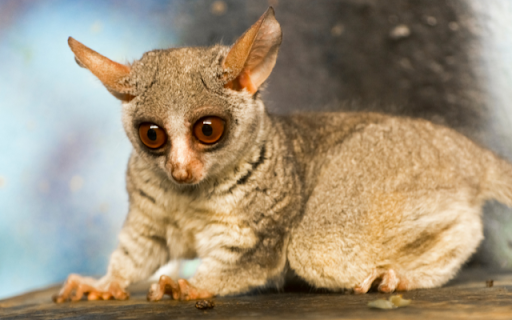 Introduction to the Theme: Galago Senegalensis  from Chrome web store to be run with OffiDocs Chromium online