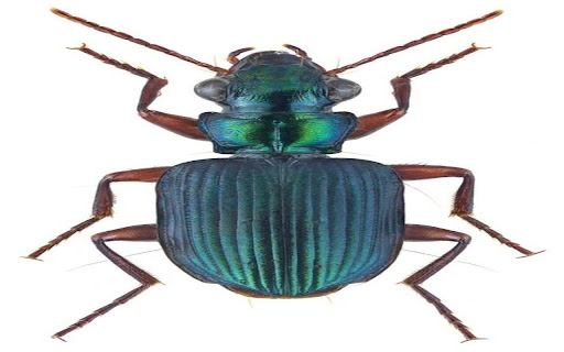 iridescent colored bug wallpaper  from Chrome web store to be run with OffiDocs Chromium online