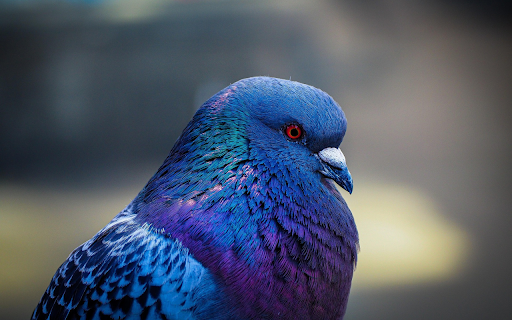 Iridescent Pigeon Portrait  from Chrome web store to be run with OffiDocs Chromium online