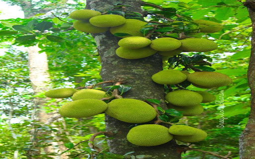 jackfruit tree wallpaper  from Chrome web store to be run with OffiDocs Chromium online