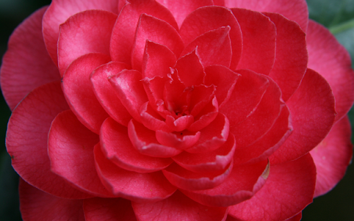 Japanese Camellia Blossom Theme from Chrome web store to be run with OffiDocs Chromium online Japanese Camellia Blossom Theme from Chrome web store to be run with OffiDocs Chromium online