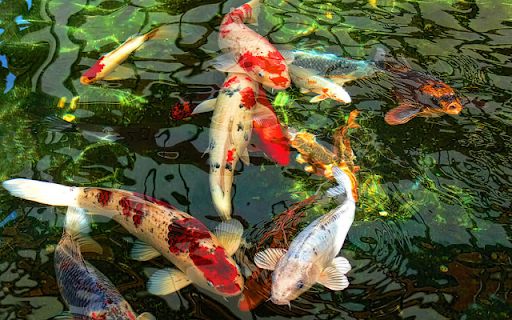 Japanese Koi Fish Pond  from Chrome web store to be run with OffiDocs Chromium online