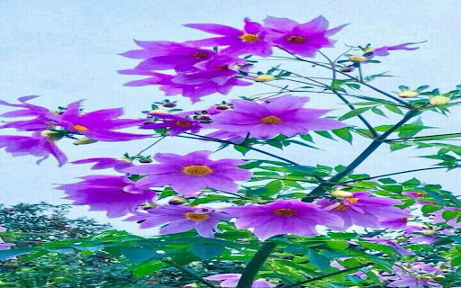 Japanese Wildflower Wallpaper  from Chrome web store to be run with OffiDocs Chromium online