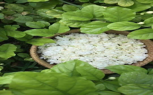Jasmine basket wallpaper  from Chrome web store to be run with OffiDocs Chromium online