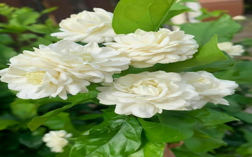 Jasmine Cluster Wallpaper  from Chrome web store to be run with OffiDocs Chromium online
