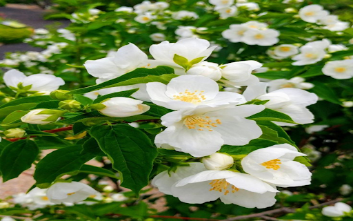 Jasmine Flower in Bloom Wallpaper  from Chrome web store to be run with OffiDocs Chromium online