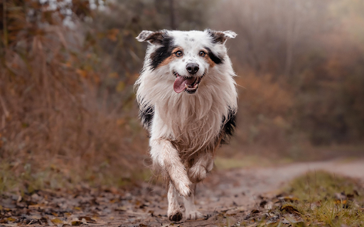 Joyful Border Collie  from Chrome web store to be run with OffiDocs Chromium online