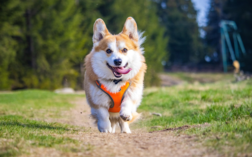 Joyful Corgi Run  from Chrome web store to be run with OffiDocs Chromium online