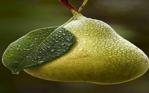 Juicy pear wallpaper  from Chrome web store to be run with OffiDocs Chromium online