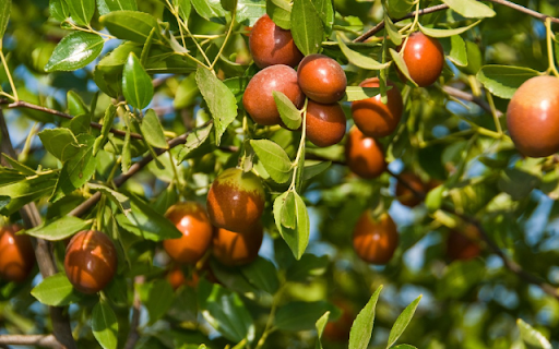 Jujube Tree  from Chrome web store to be run with OffiDocs Chromium online