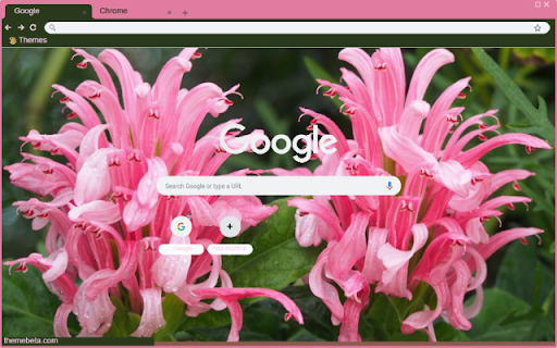 Justicia Carnea  from Chrome web store to be run with OffiDocs Chromium online