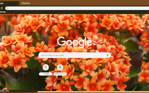 Kalanchoe  from Chrome web store to be run with OffiDocs Chromium online