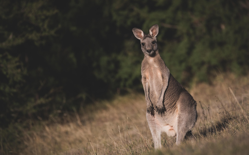 Kangaroo in the Wild  from Chrome web store to be run with OffiDocs Chromium online