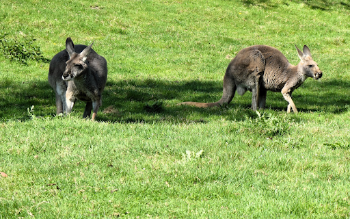 Kangaroos on the Grass  from Chrome web store to be run with OffiDocs Chromium online