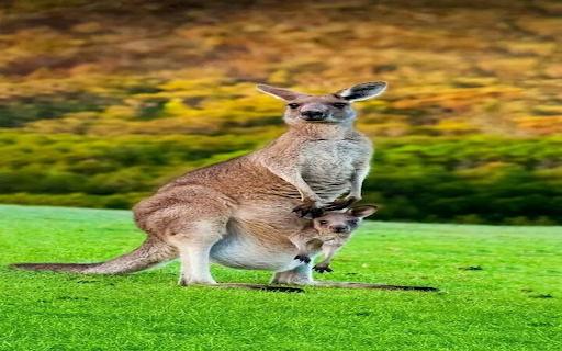 Kangaroo wallpaper  from Chrome web store to be run with OffiDocs Chromium online