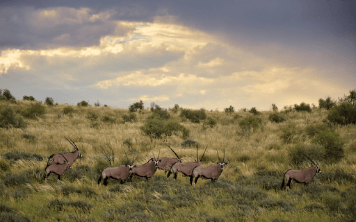 Kgalagadi Transfrontier  from Chrome web store to be run with OffiDocs Chromium online