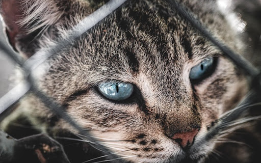 KID CAT Theme  from Chrome web store to be run with OffiDocs Chromium online