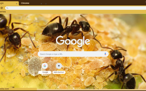 Kien  from Chrome web store to be run with OffiDocs Chromium online