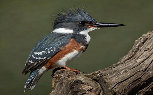 Kingfisher perched on branch wallpaper  from Chrome web store to be run with OffiDocs Chromium online