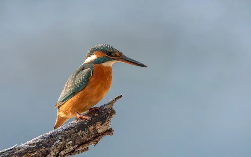 KINGFISHER Theme  from Chrome web store to be run with OffiDocs Chromium online
