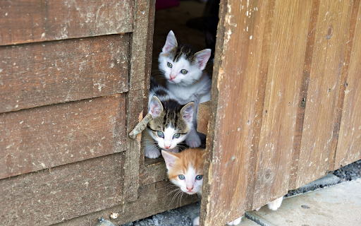 Kitten angels  from Chrome web store to be run with OffiDocs Chromium online