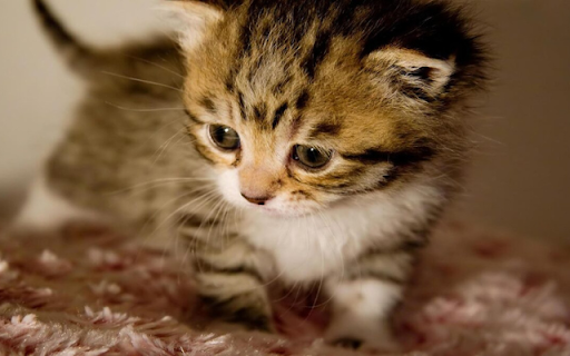 Kitten: A Tiny Ball of Cuteness and Playfulness  from Chrome web store to be run with OffiDocs Chromium online