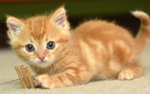 Kitten: A Tiny Ball of Playfulness and Cuteness  from Chrome web store to be run with OffiDocs Chromium online