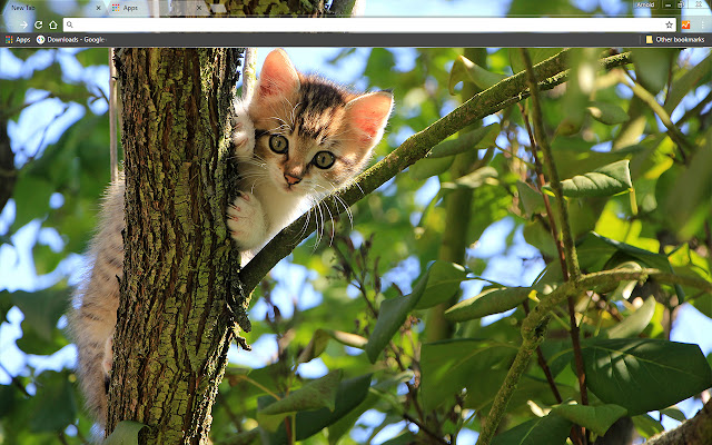 Kitten In A Tree  from Chrome web store to be run with OffiDocs Chromium online