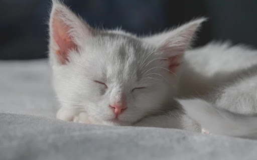 KITTEN SLEEPING Theme  from Chrome web store to be run with OffiDocs Chromium online