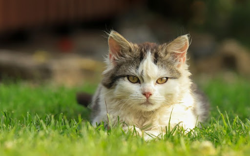 KITTEN THEME  from Chrome web store to be run with OffiDocs Chromium online