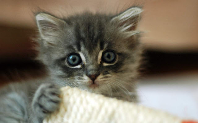 Kitty Maker  from Chrome web store to be run with OffiDocs Chromium online