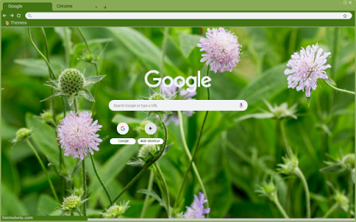 Knautia  from Chrome web store to be run with OffiDocs Chromium online