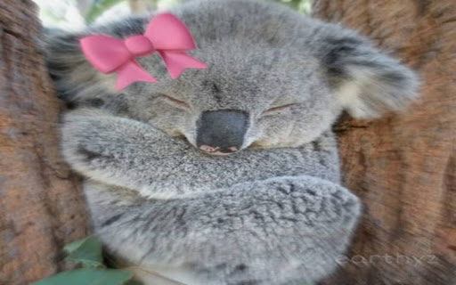 koala bear wallpaper  from Chrome web store to be run with OffiDocs Chromium online